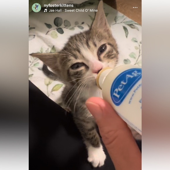 Foster Kitten Love 😻 - Picture 6 of 16